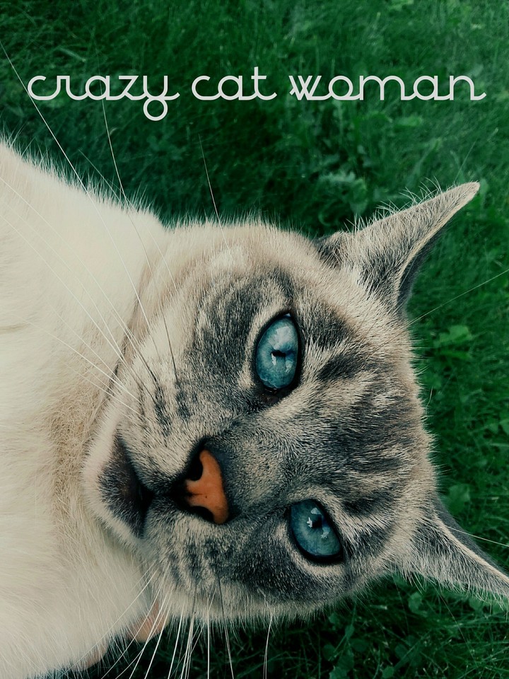 my cat