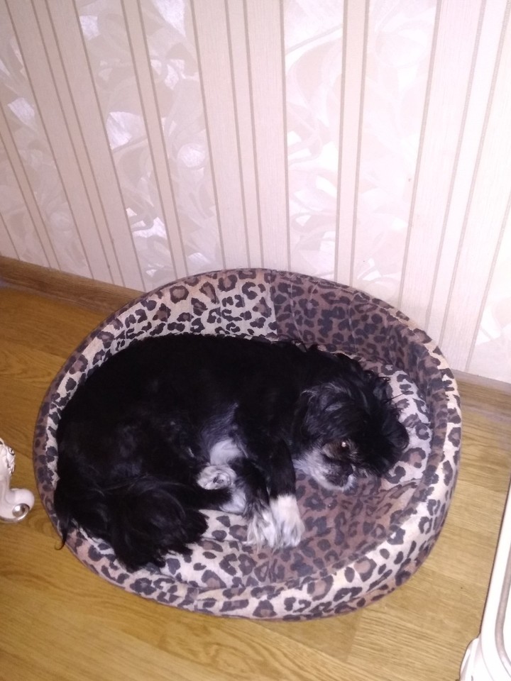Dog