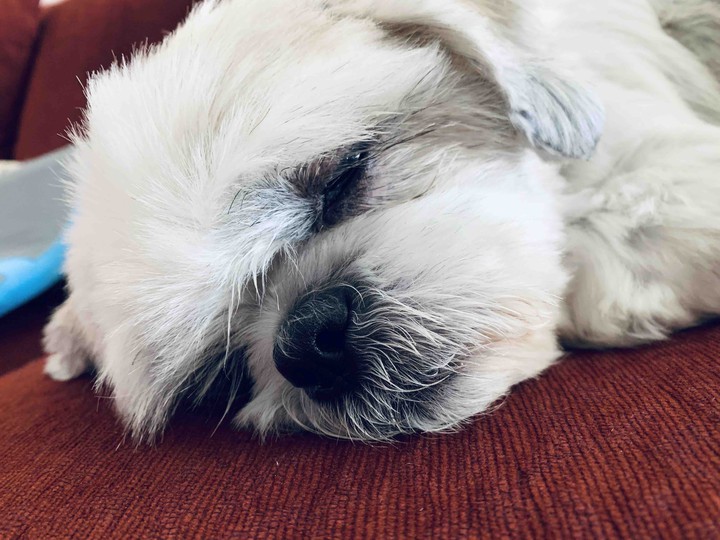 Lazy puppy