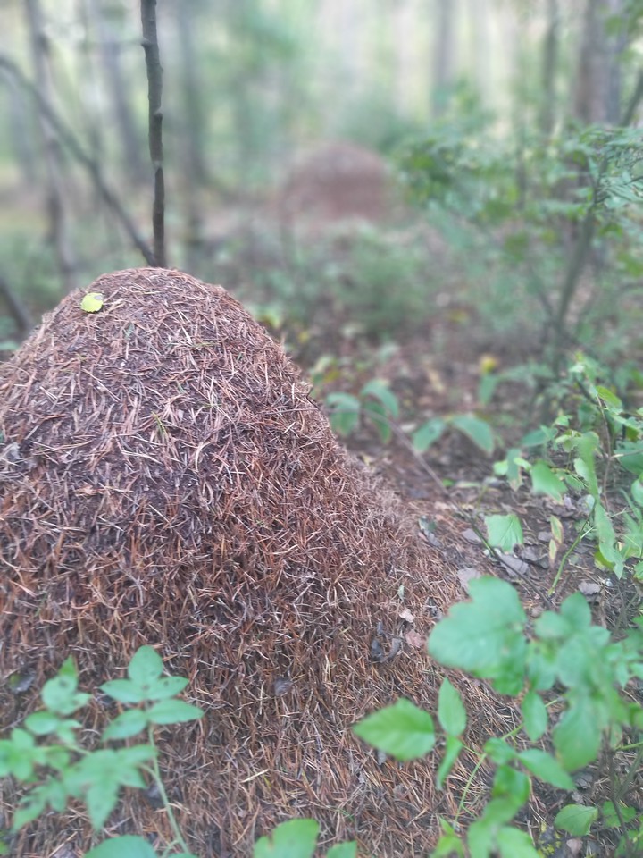 urban conglomeration of ants ...
