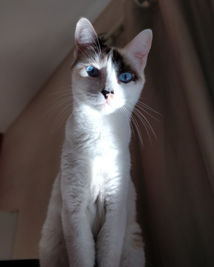 Lea