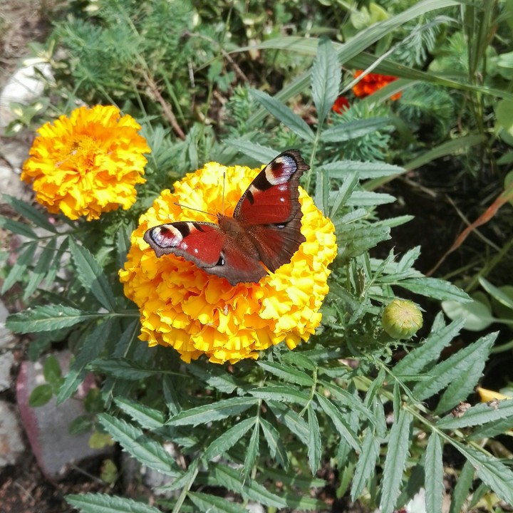 Motyl
