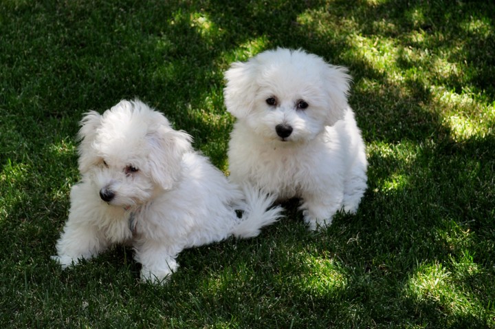 puppies