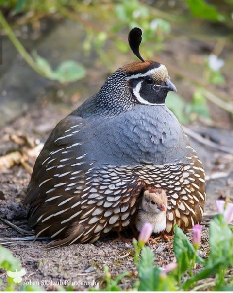 Birds