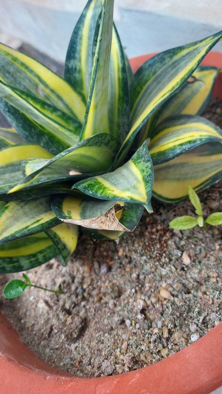 Snake plant
