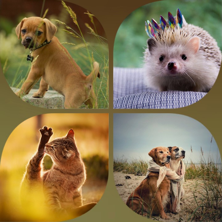 Cute animals)