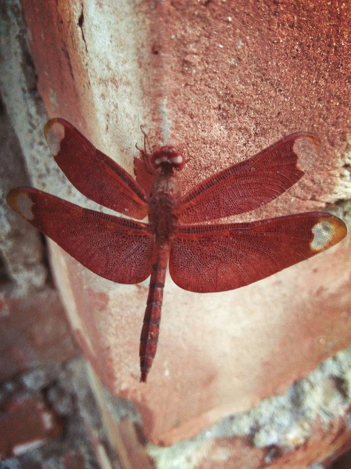 a dark red dragon fly