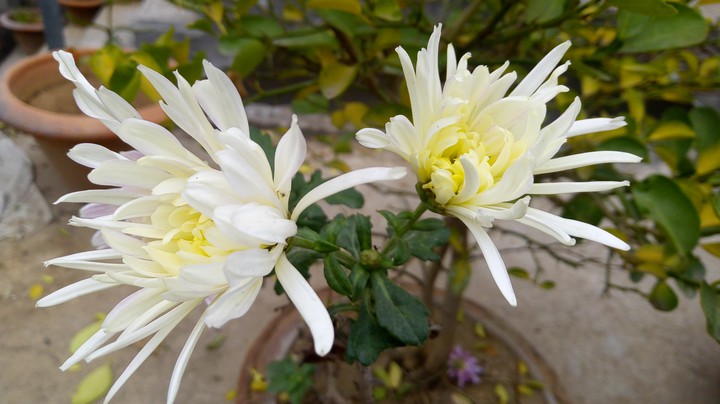 flowers