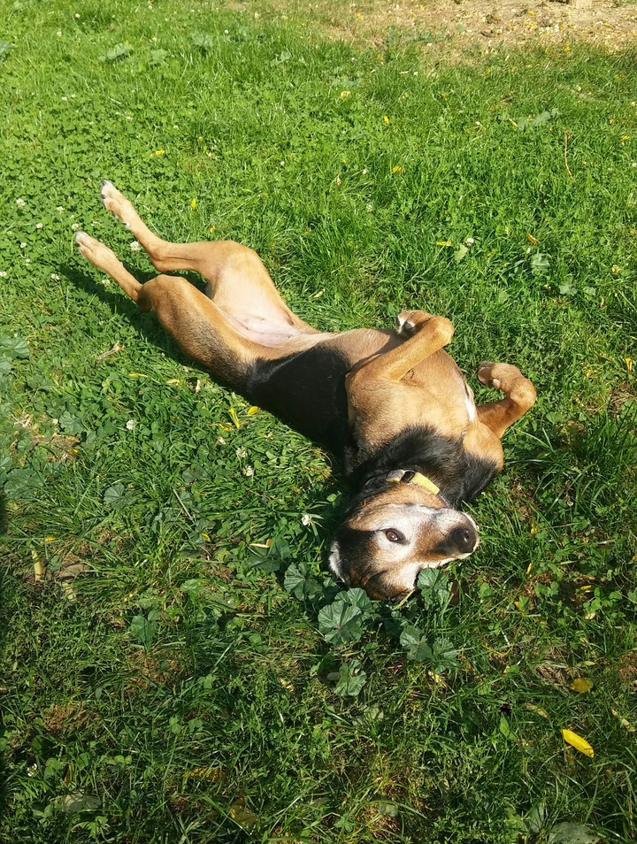 Dog with from my life and magic.