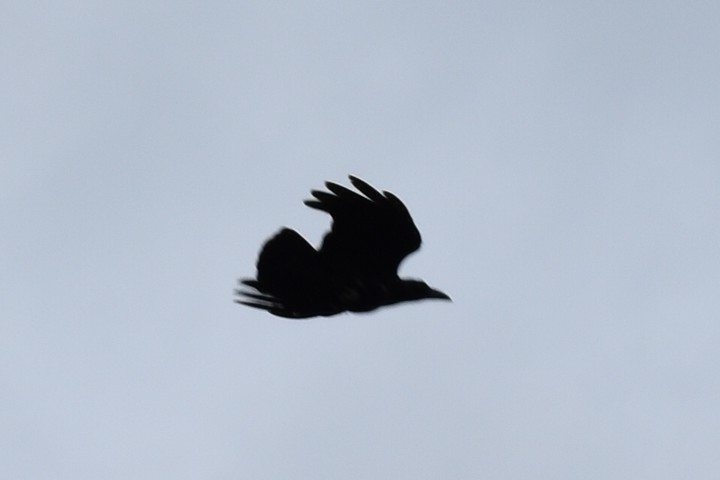 crow.1