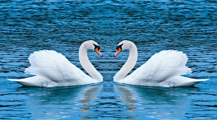 Two Duck