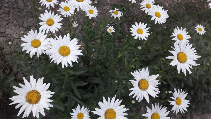 Daisy