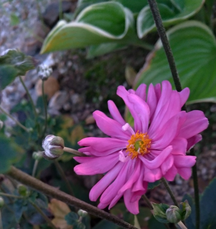 秋明菊