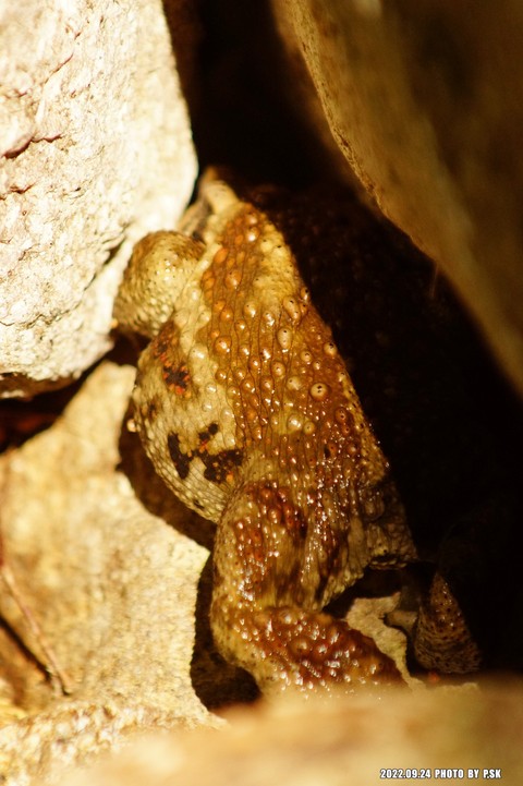 eleutherodactylus, frog Hintergrundbilder
