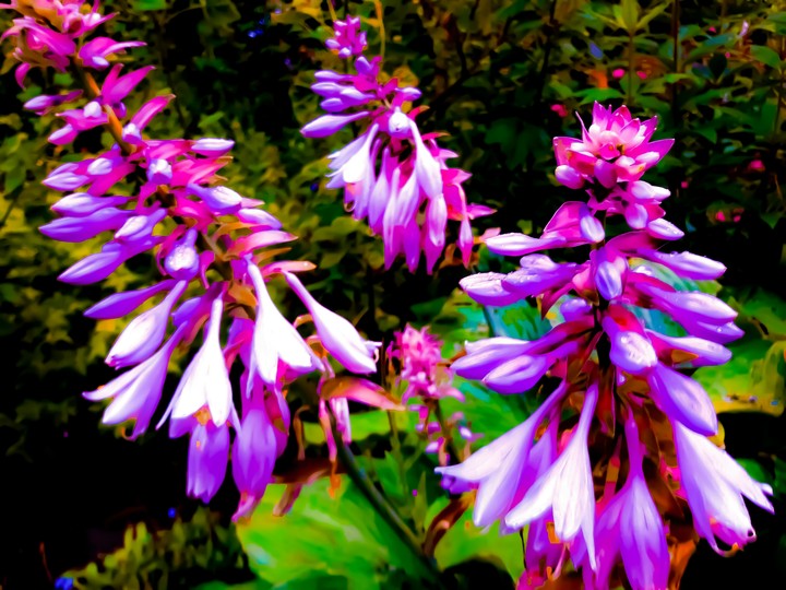flowers