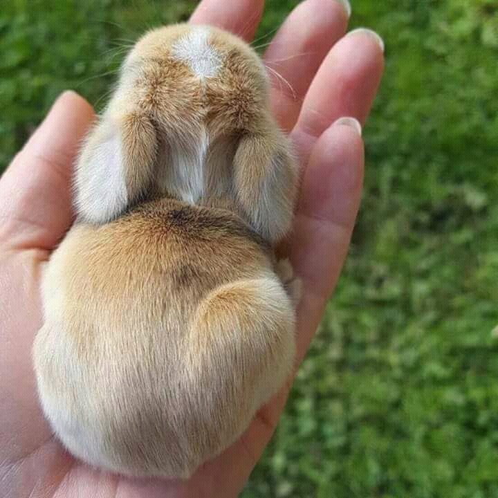conejito