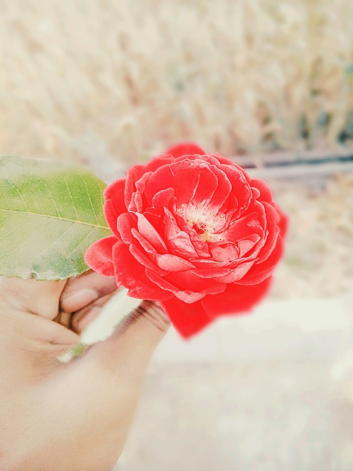 rose 