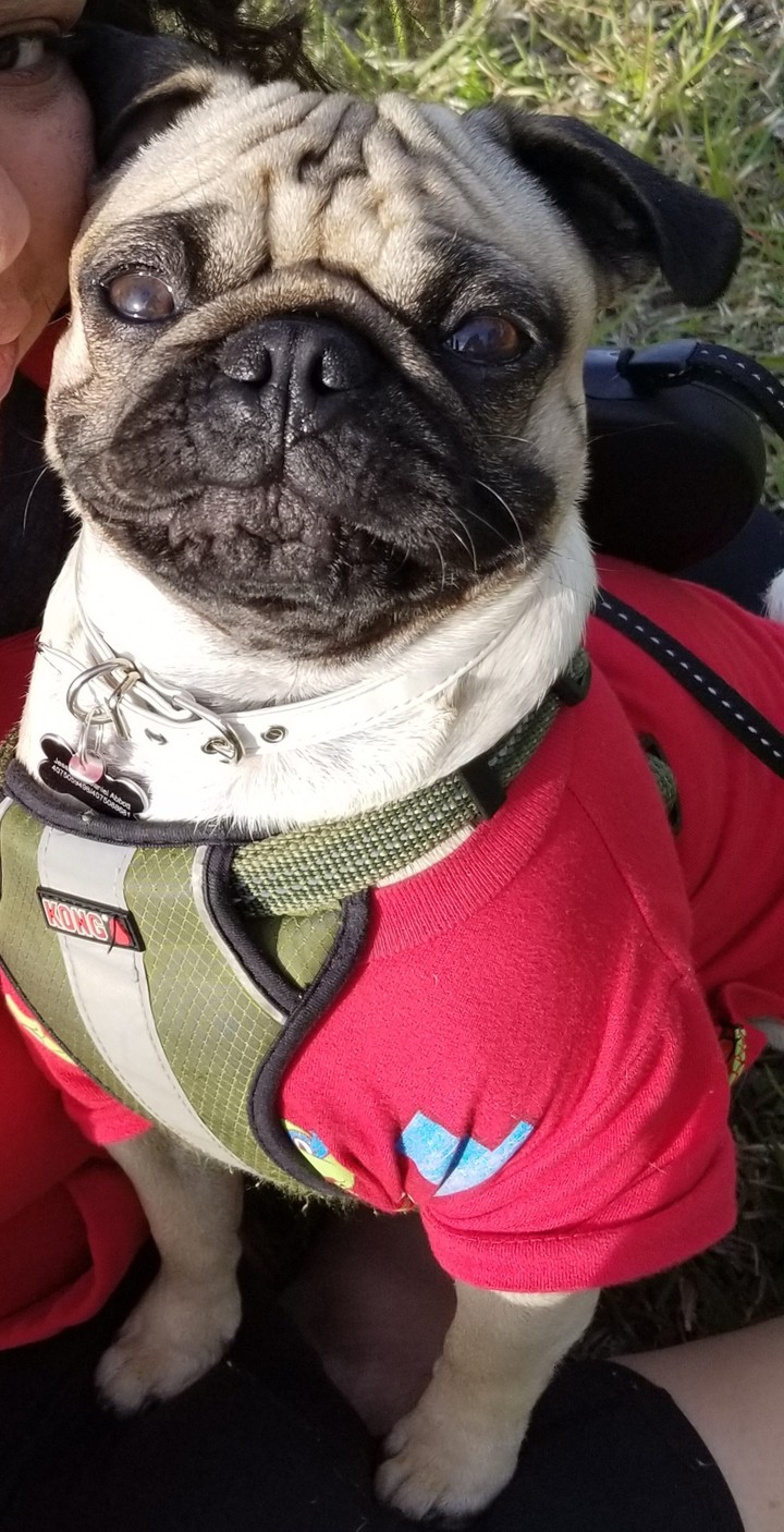 extremely happy pug rico