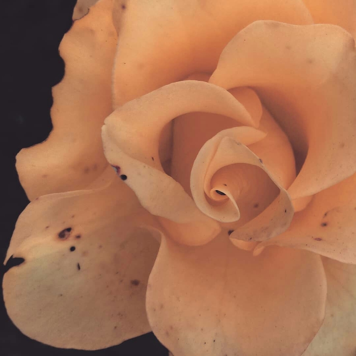 yellow rose