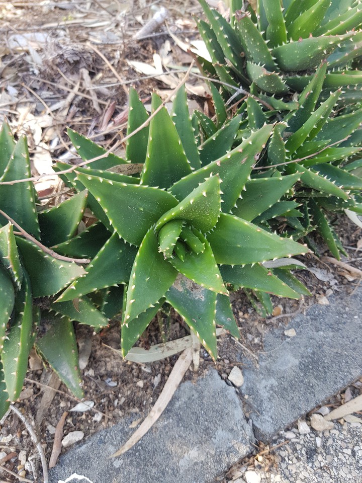 cactus