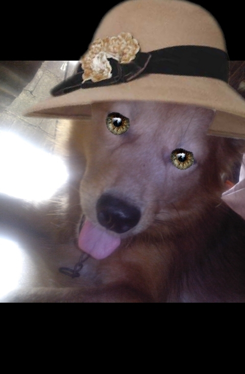 Our grand dogie