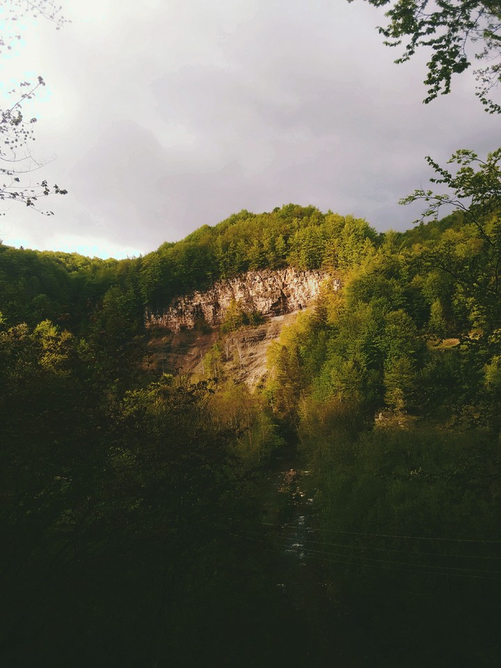 The Carpathians Forest