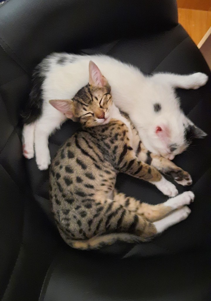They became very quiet?