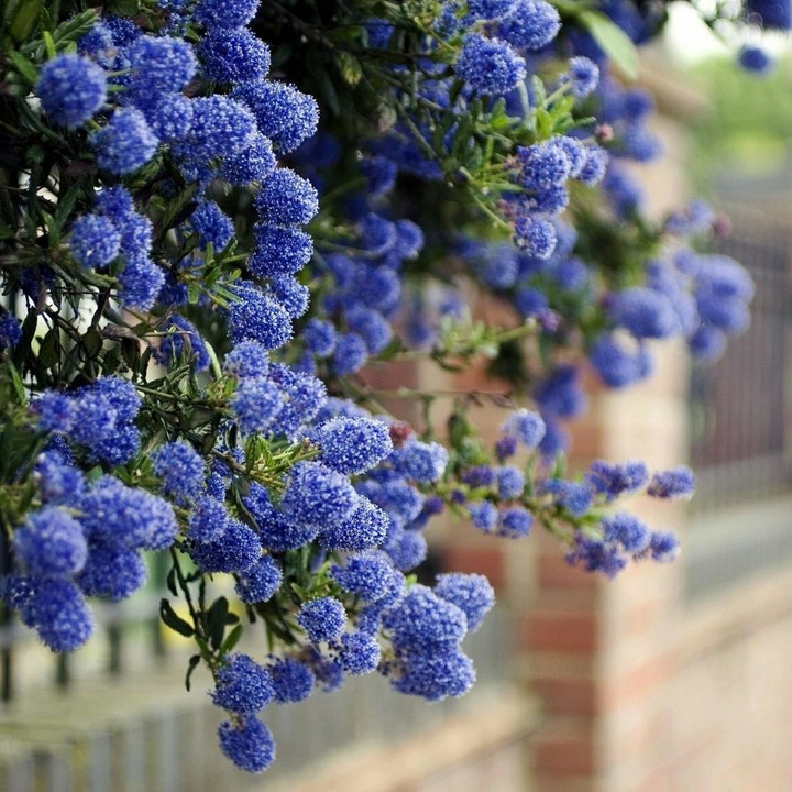 blossom