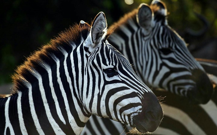 Zebras