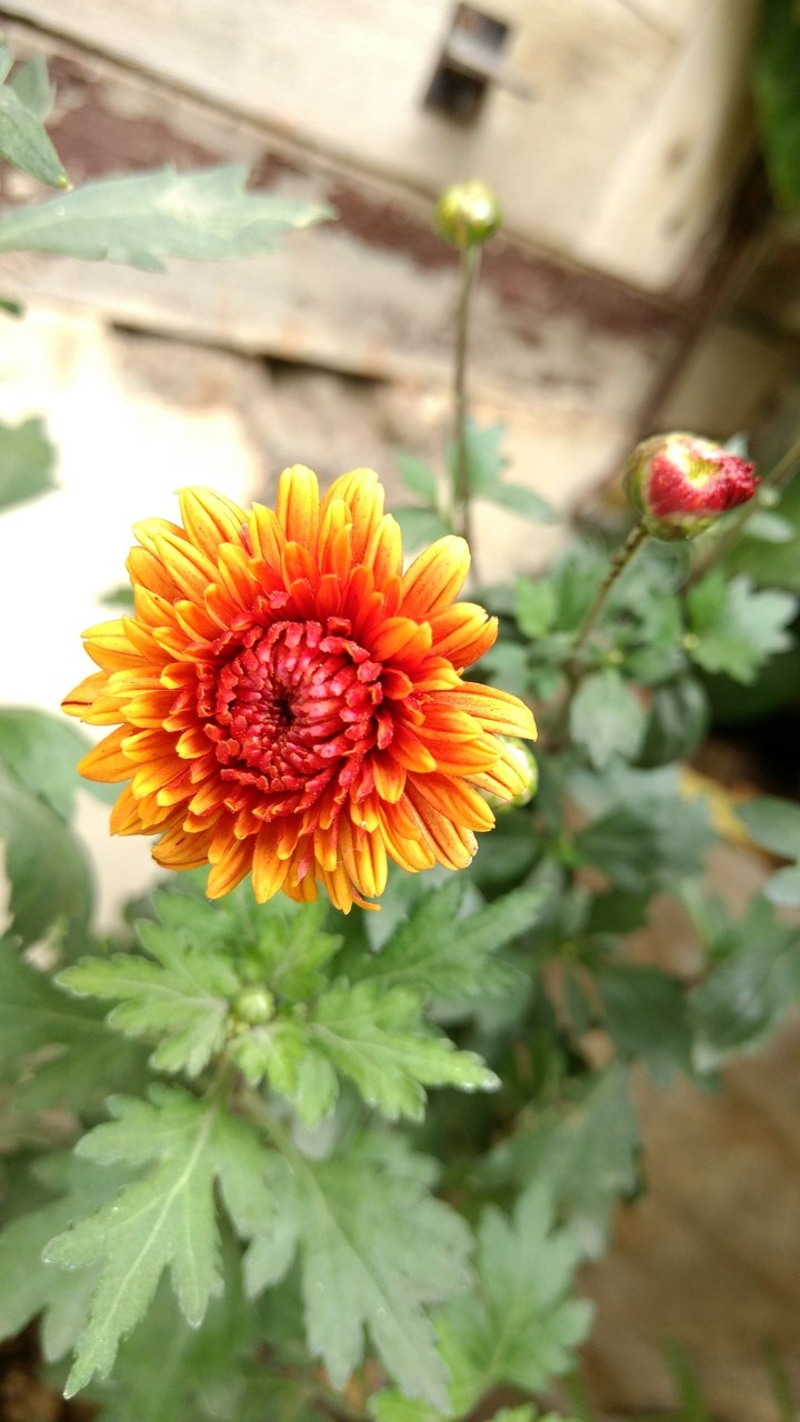 flower