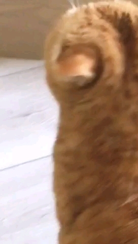 кошка Соня