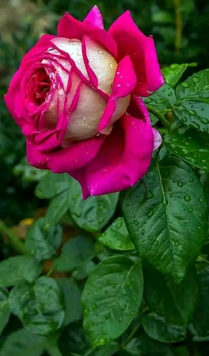 beautiful rose