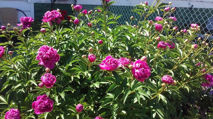 My Neighbor's Flowers