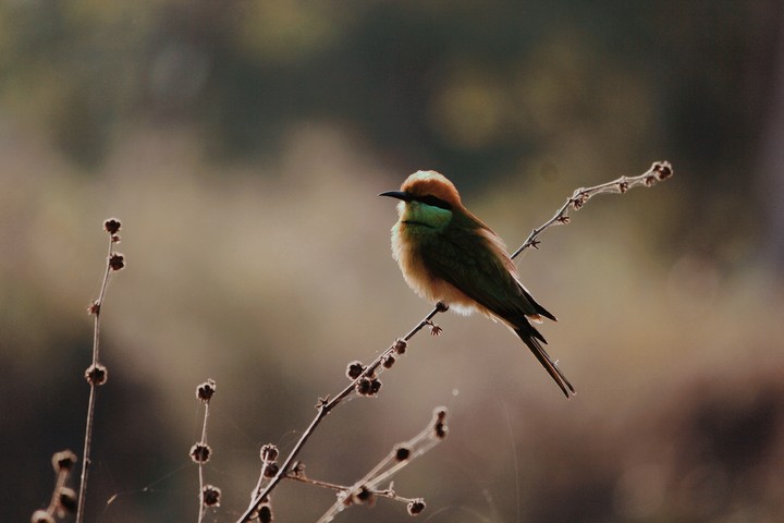 Bee-eater