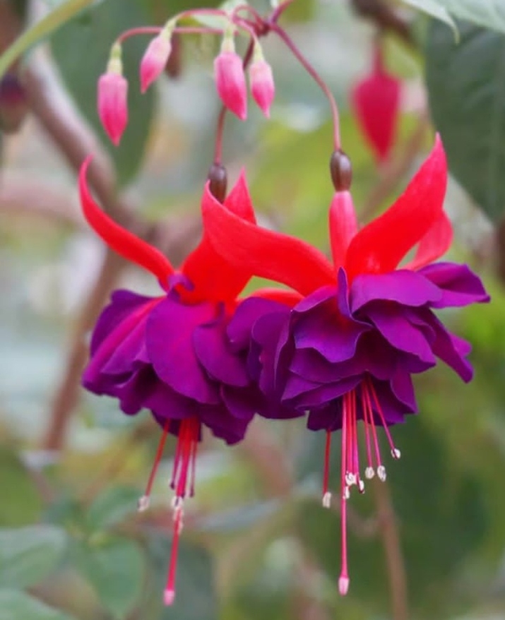 Fuchsia