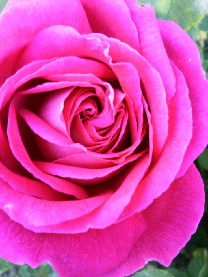 a pretty rose