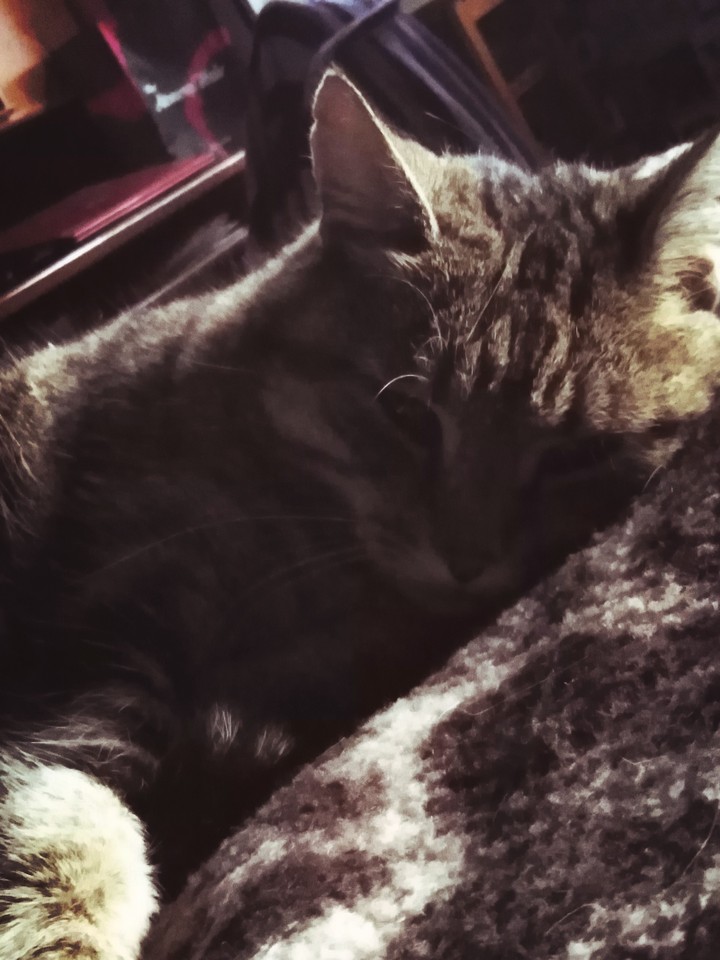 My cat ❤️