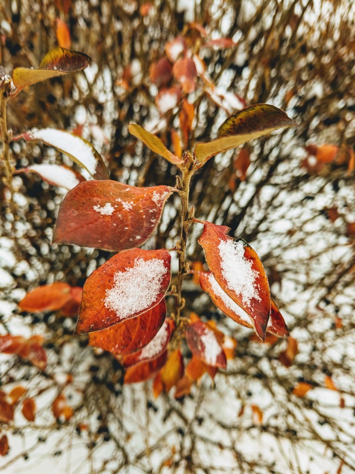 Winter Autumn