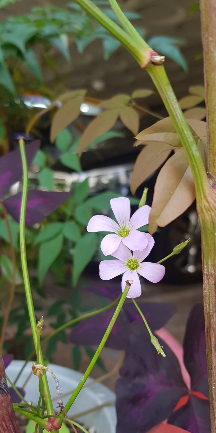 seoul spring flower