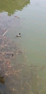 Water birds playing in Geumhoji, Jinju-si, South Korea