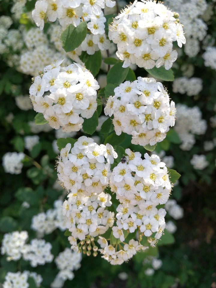 Springtime