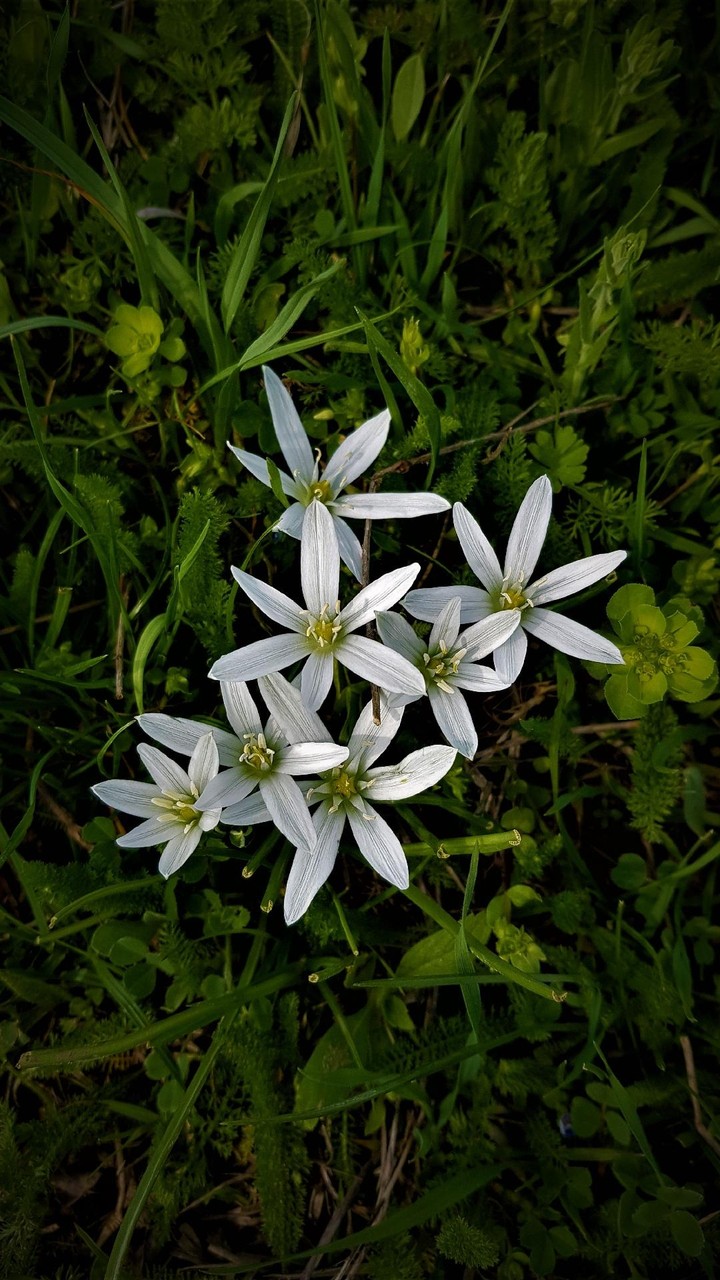 flowers