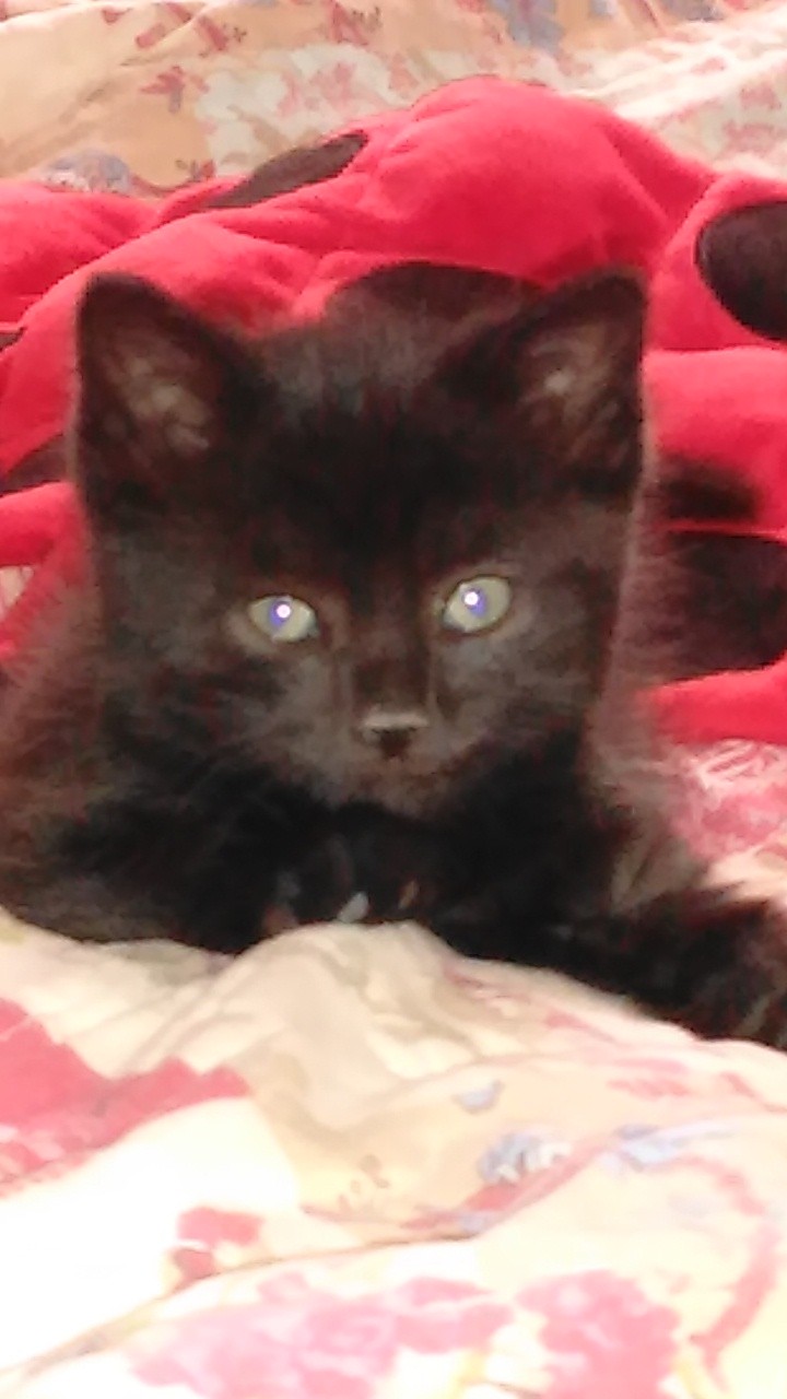 my kitty my Xmas gift before Christmas