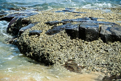 Barnacles