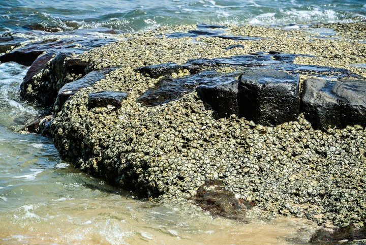 Barnacles