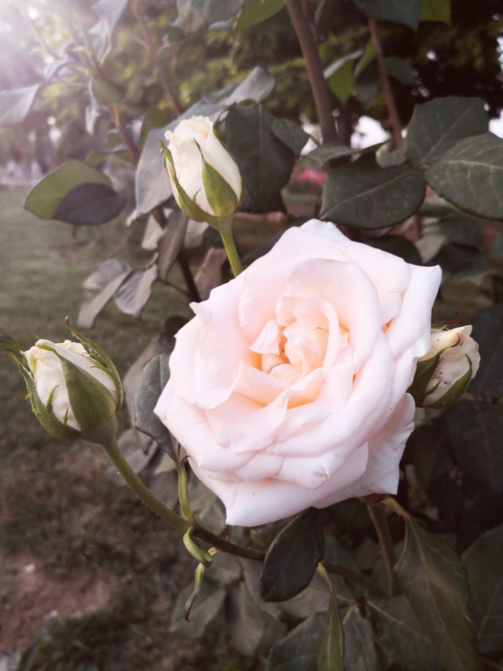 rose