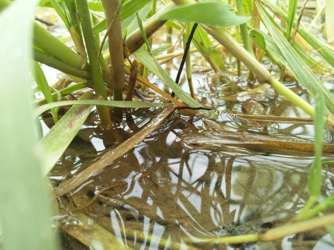 watter