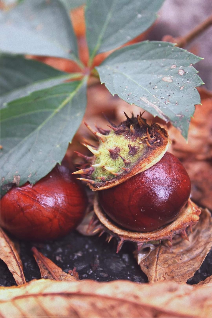 .