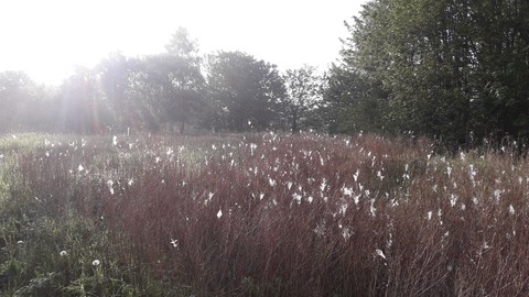 Morning Dew
