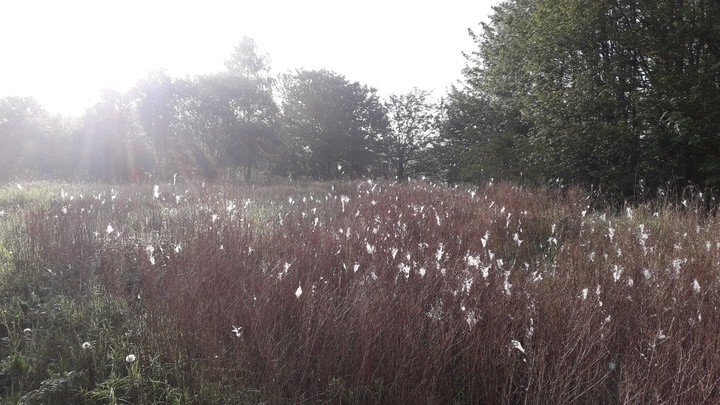 Morning Dew
